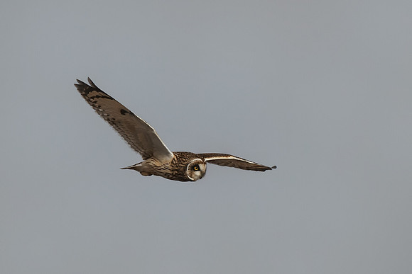 2015.01.14_Short-eared Owl.e9c