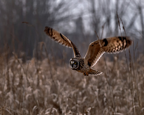 2015.01.14_Short-eared Owl.e10c.Lweb