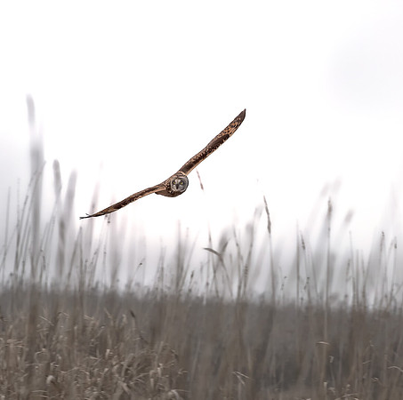 2015.01.14_Short-eared Owl.e11c.Lweb
