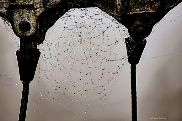 The Web
