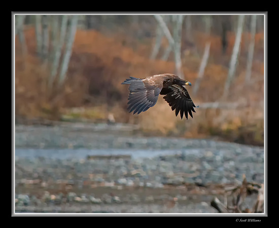 Eagles on Nooksack River 2014 #1