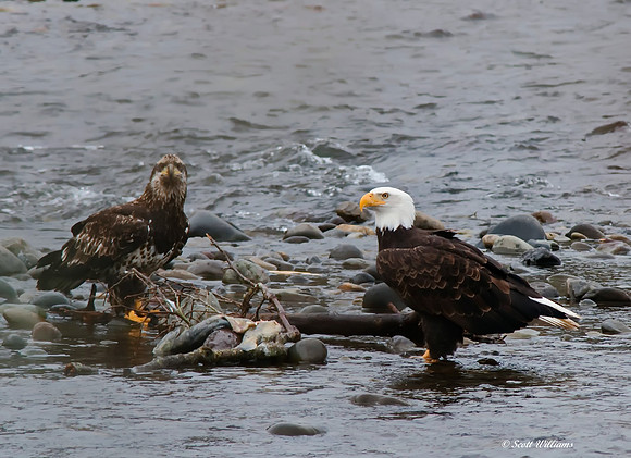 Eagles on Nucksack River 2014 #5