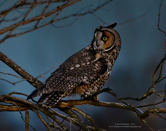 2015.01.26_Long-eared Owl.e2c.sw