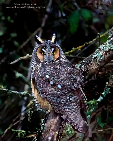 2015.01.07_Long Eared Owl.e3c.sw