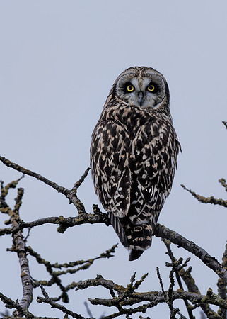 2015.01.14_Short-eared Owl.e7c..LG