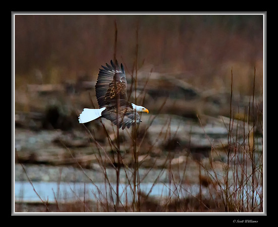Eagles on Nucksack River 2014 #8
