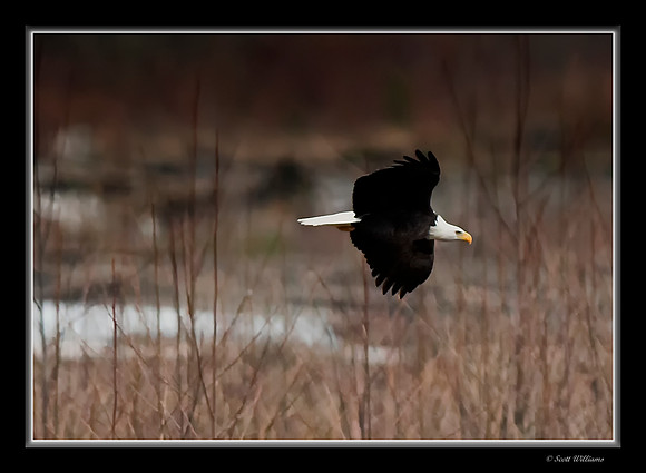 Eagles on Nooksack River 2014 #4
