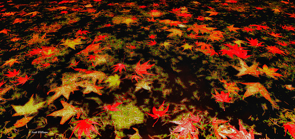 Autumn Colored Patterns