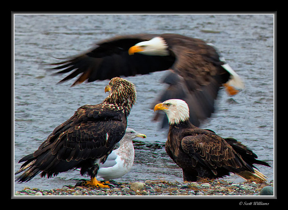 Eagles on Nucksack River 2014 #7