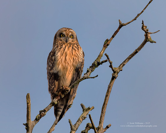 2015.01.14_Short-eared Owl.e1c.sw