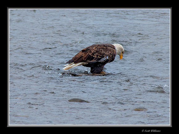 Eagles on Nooksack River 2014 #2