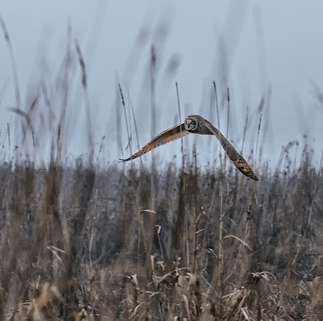 2015.01.14_Short-eared Owl.e3c.Lweb