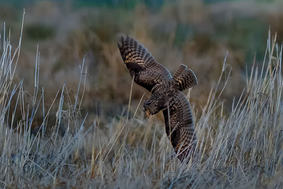 2015.01.13_Long-eared Owl.e1c