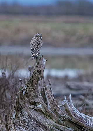 2015.01.21_Short-eared Owl.e2c