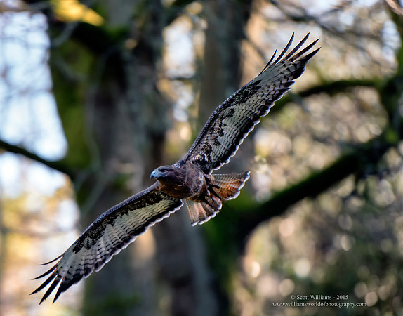 2015.01.28_Red Tailed Hawk.e1c.sw